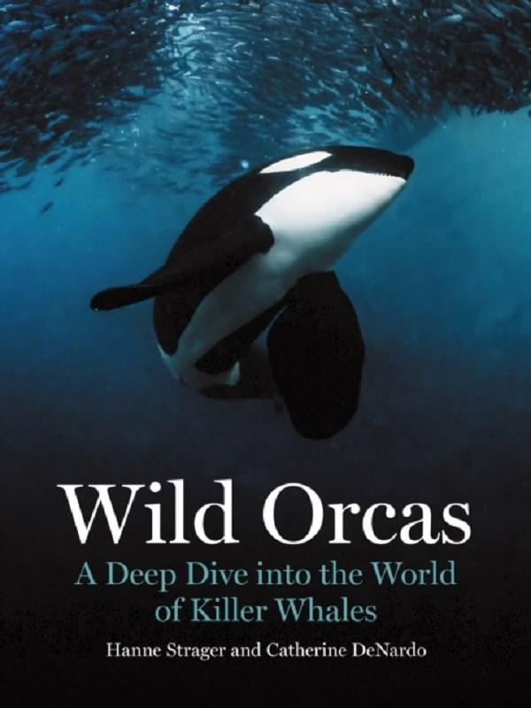 WILD ORCAS - A DEEP DIVE INTO THE WORLD OF KILLER WHALES