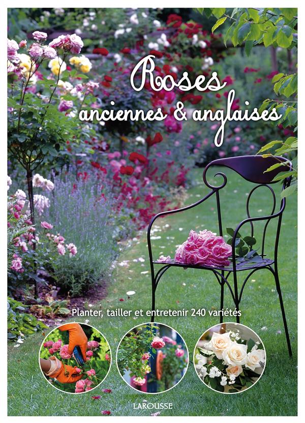 ROSES ANGLAISES ET ANCIENNES