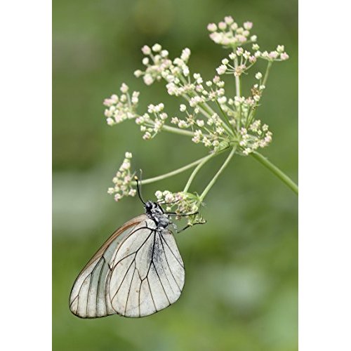 CARNET DE PHOTOGRAPHES MACROPHOTOGRAPHIE