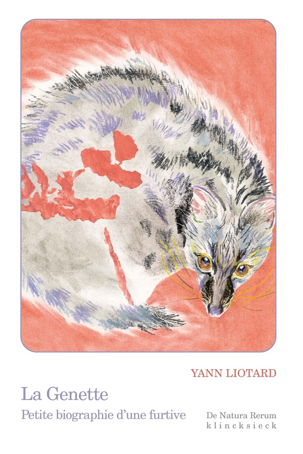 LA GENETTE - PETITE BIOGRAPHIE D'UNE FURTIVE - ILLUSTRATIONS, COULEUR