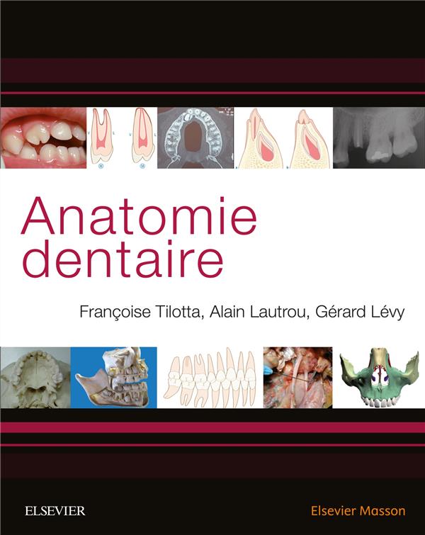 ANATOMIE DENTAIRE