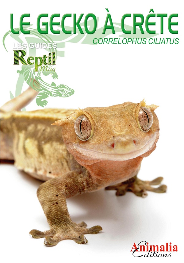 LE GECKO A CRETE DE NOUVELLE-CALEDONIE - CORRELOPHUS, ANC. RHACODACTYLUS CILIATUS