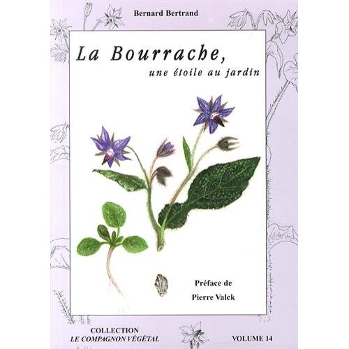 LA BOURRACHE - UNE ETOILE AU JARDIN