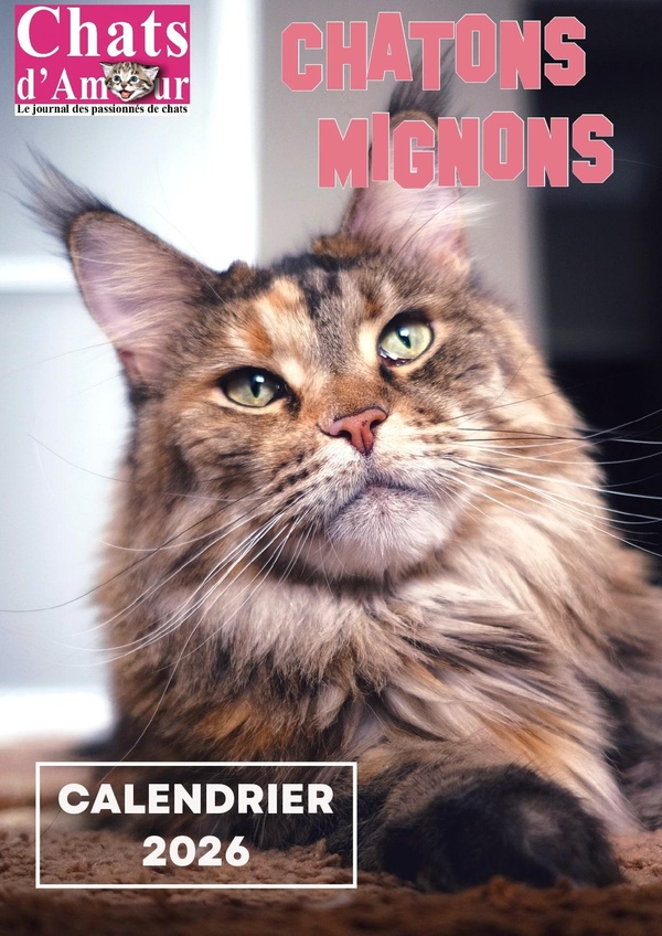 CHATONS D'AMOURS CALENDRIER 2026