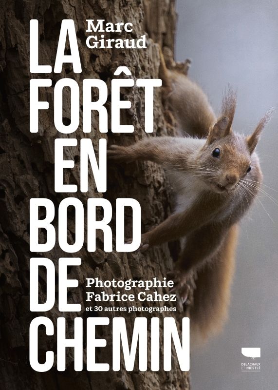 LA FORET EN BORD DE CHEMIN