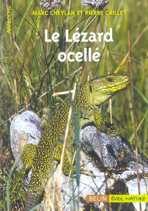 LE LEZARD OCELLE