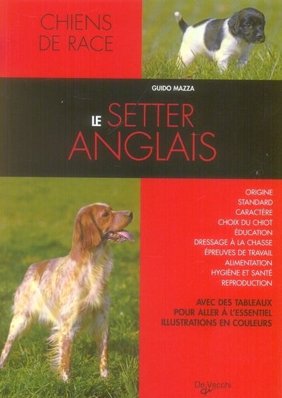 SETTER ANGLAIS