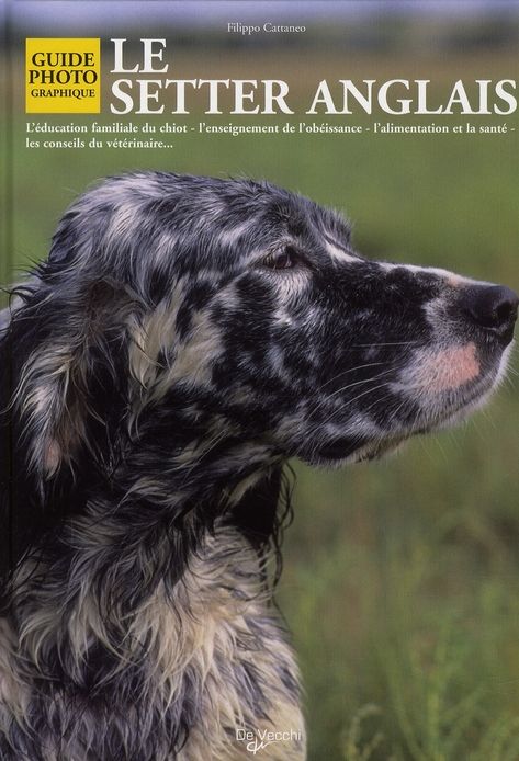 SETTER ANGLAIS