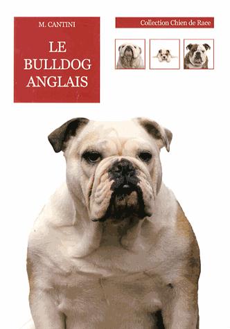 BULLDOG ANGLAIS
