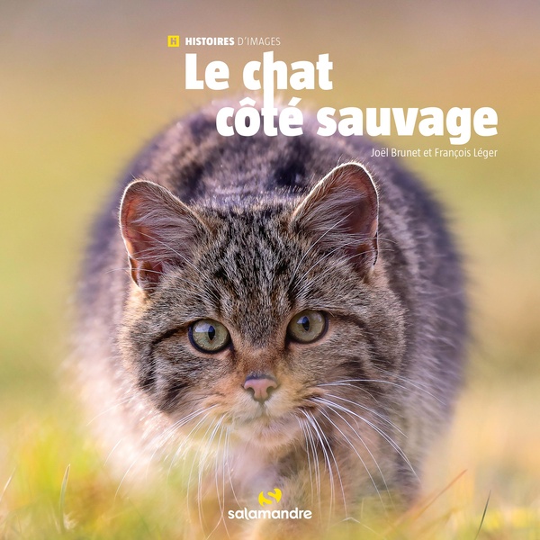 LE CHAT COTE SAUVAGE
