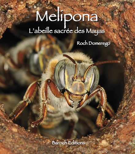 MELIPONA, L'ABEILLE SACREE DES MAYAS