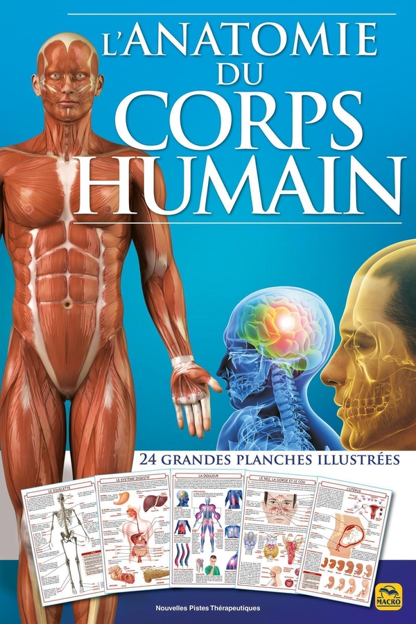 L'ANATOMIE DU CORPS HUMAIN - 24 GRANDES PLANCHES ILLUSTREES