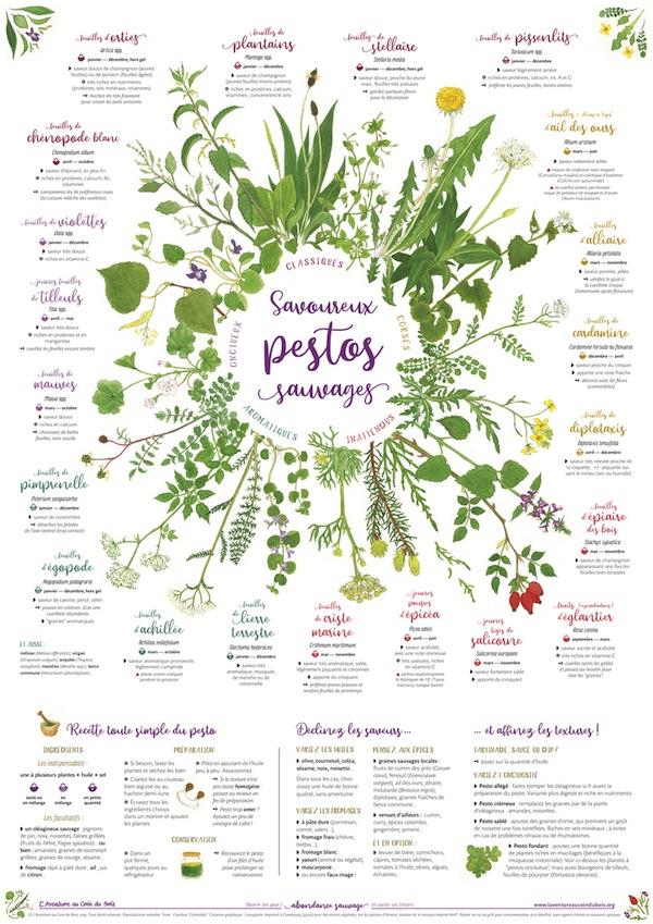 SAVOUREUX PESTOS SAUVAGES