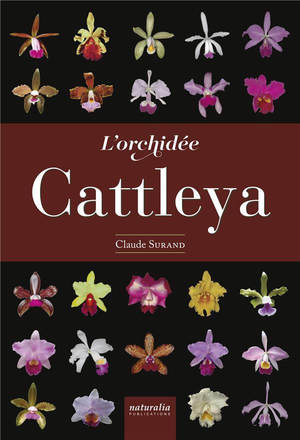 L'ORCHIDEE CATTLEYA