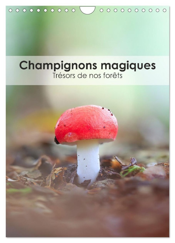 CHAMPIGNONS MAGIQUES - TRESORS DE NOS FORETS (CALENDRIER MURAL 2025 DIN A4 HORIZONTAL), CALVENDO CAL