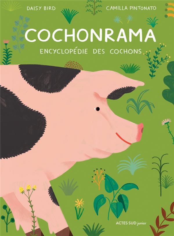 COCHONRAMA