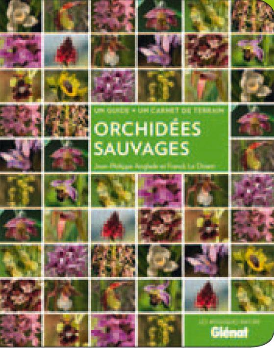 ORCHIDEES SAUVAGES