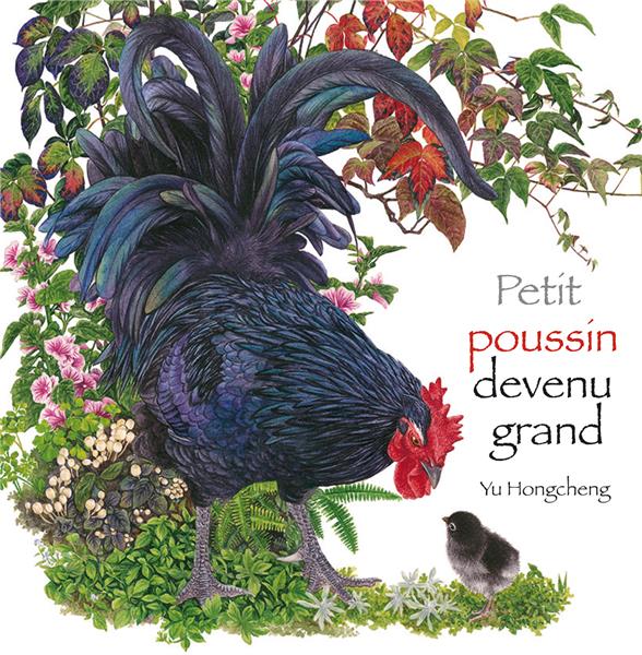 PETIT POUSSIN DEVENU GRAND