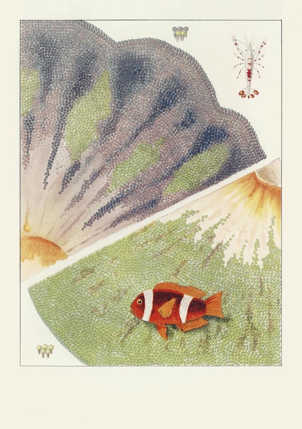 CARNET - LA GRANDE BARRIERE DE CORAIL