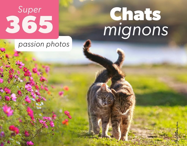 LE SUPER 365 CHATS MIGNONS