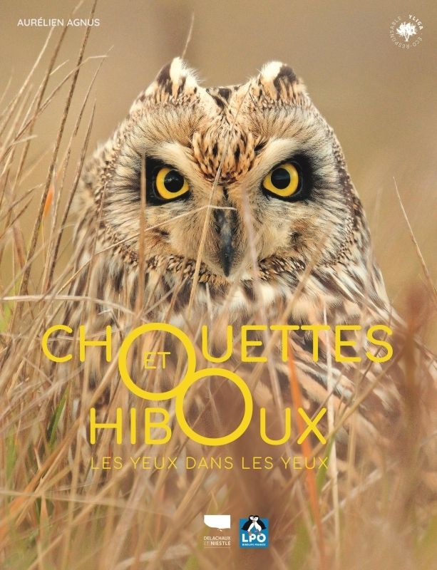 CHOUETTES ET HIBOUX - LES YEUX DANS LES YEUX