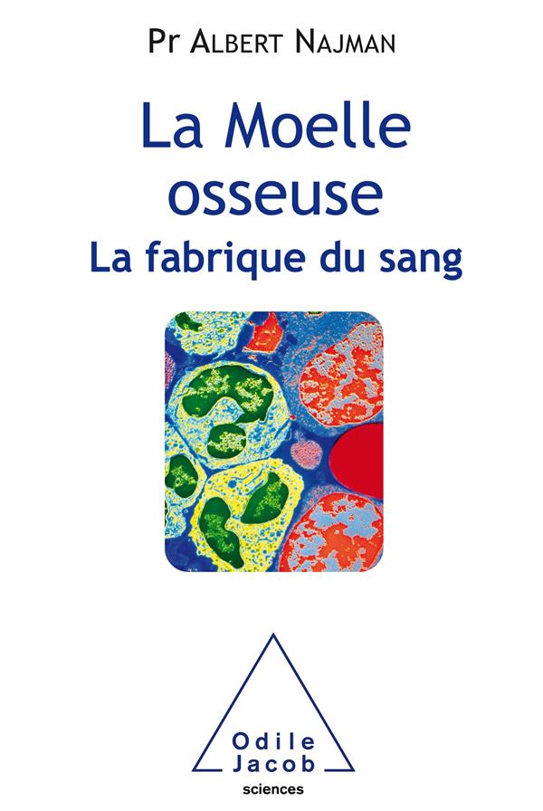 LA MOELLE OSSEUSE, LA FABRIQUE DU SANG