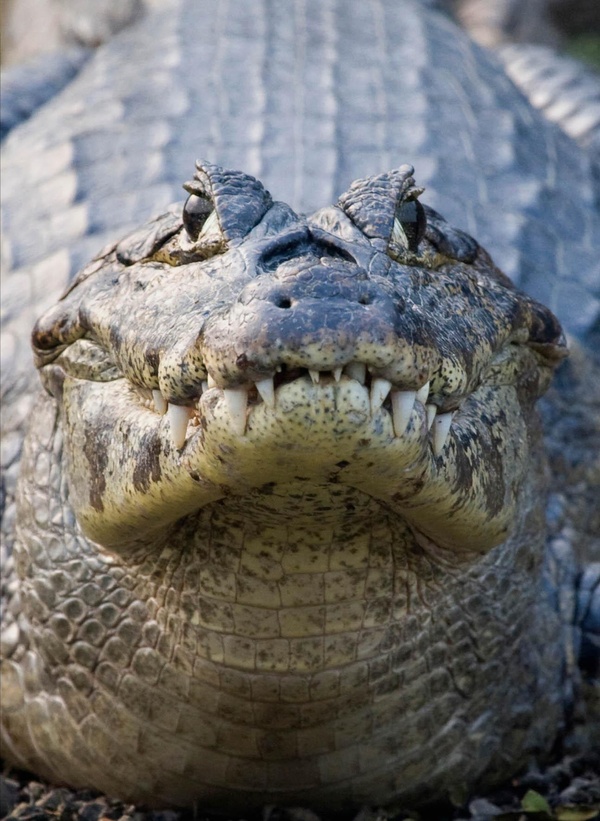 CROCODILE