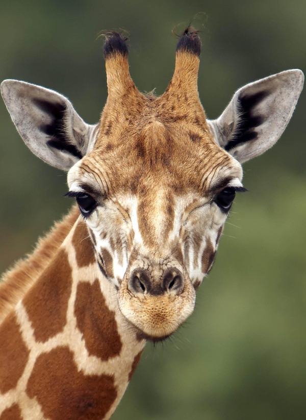 GIRAFE