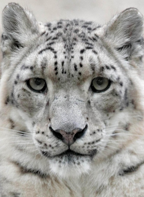 PANTHERE DES NEIGES
