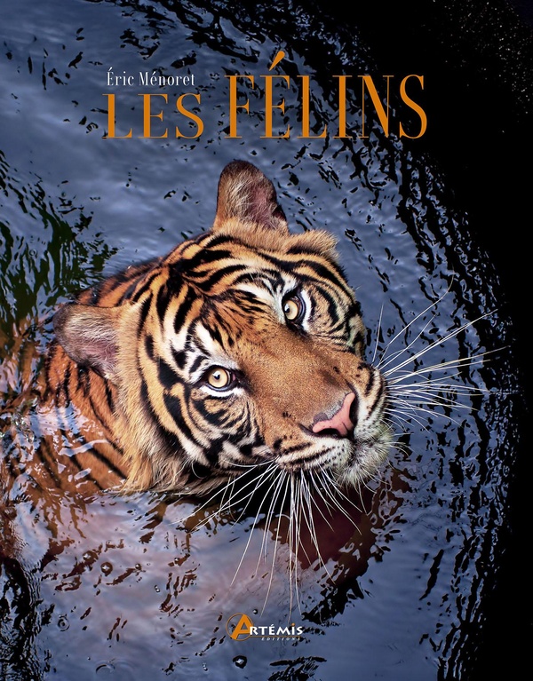 LES FELINS - NED