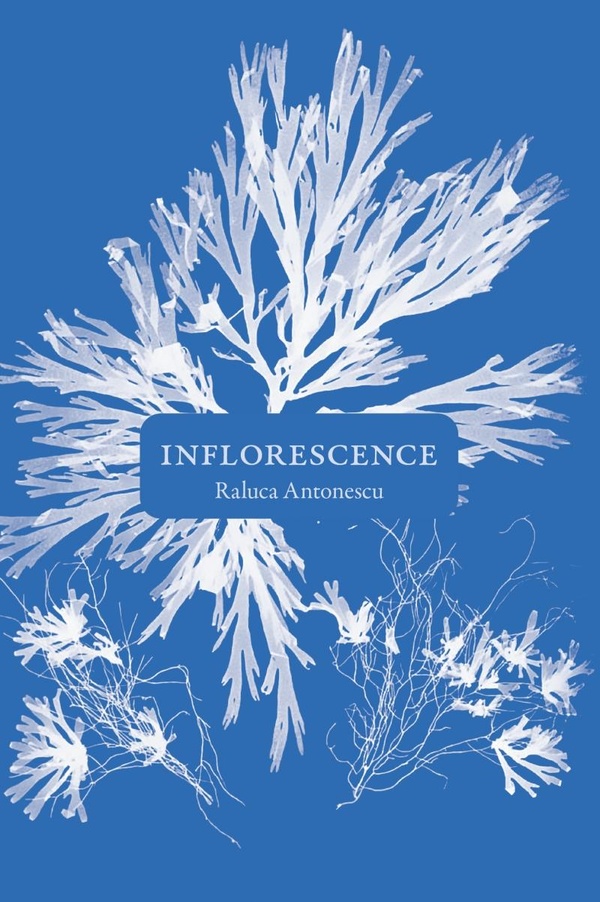 INFLORESCENCE