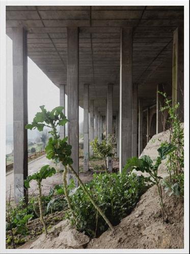 NOTES FROM THE UNDERDOG /ANGLAIS/PORTUGAIS