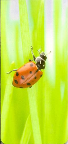 MARQUE PAGE COCCINELLE (*35298)