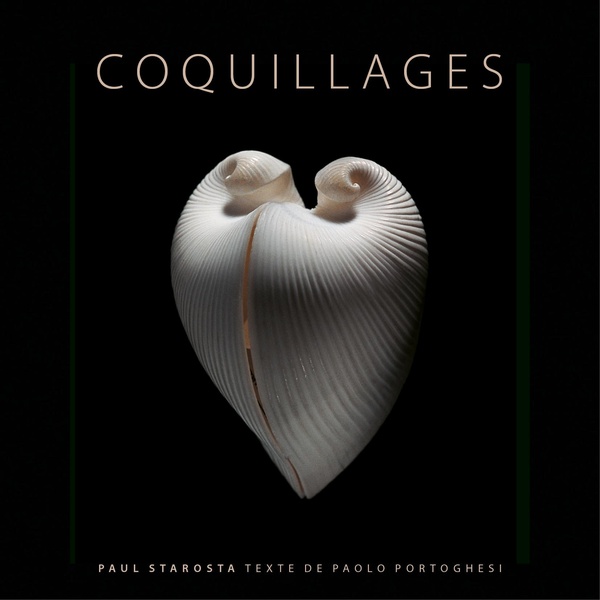 COQUILLAGES - ILLUSTRATIONS, COULEUR