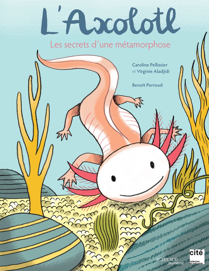 L'axolotl, les secrets d'une metamorphose