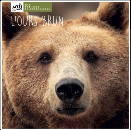 L'ours brun