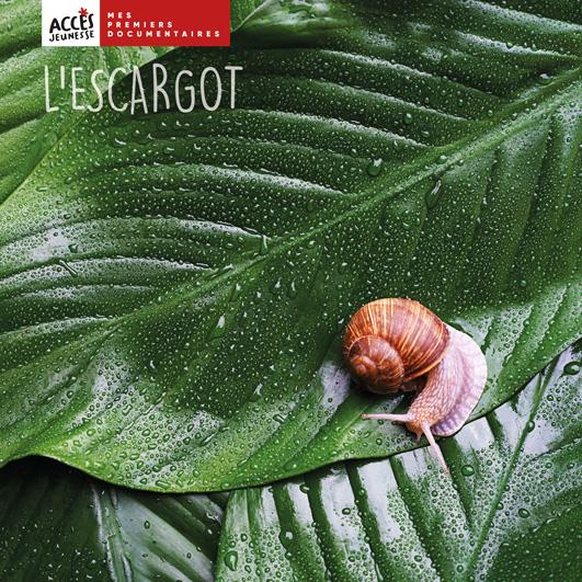 L'escargot