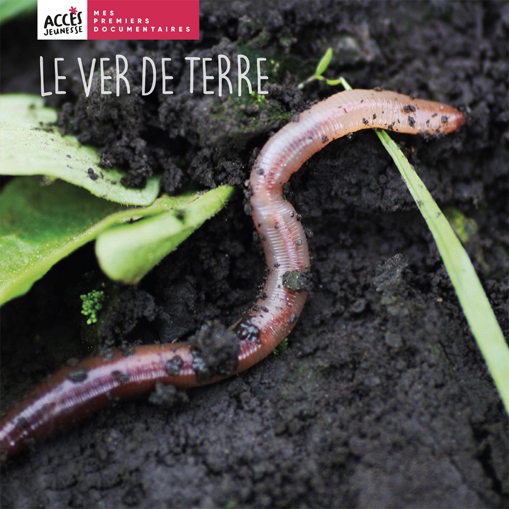 Le ver de terre