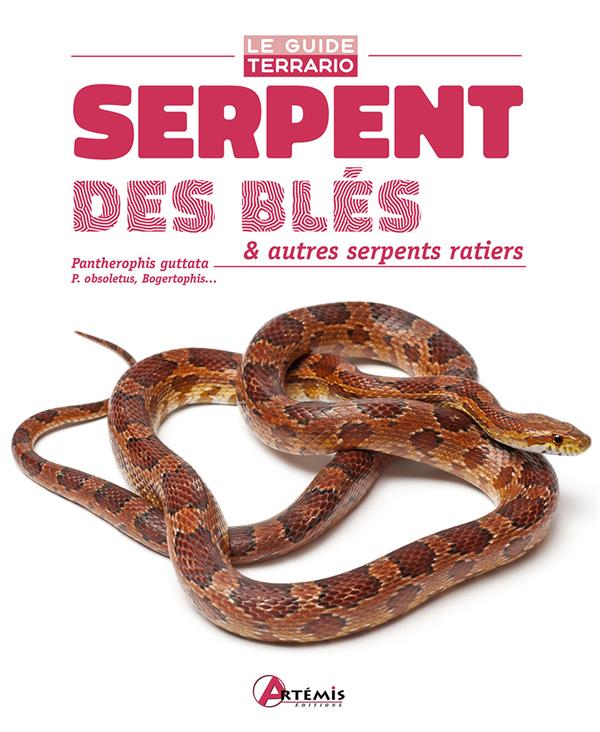SERPENT DES BLES & AUTRES SERPENTS RATIERS